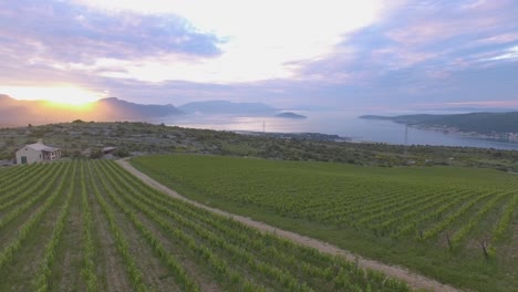 Beautiful-bathtub,-vineyard-and-sunrise