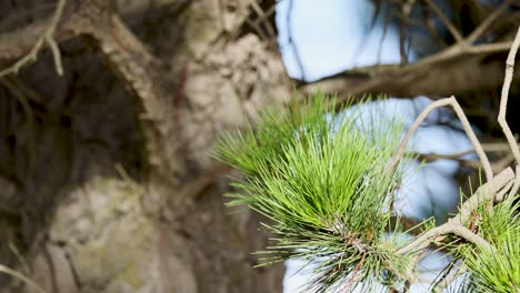 close-up of austrian pine branches swaying in the wind, showcasing long needles and cones against a clear sky