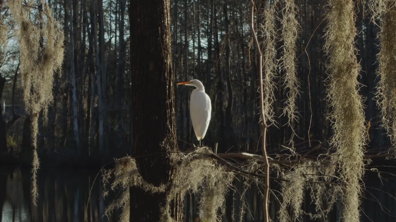 una garceta blanca se sienta sobre un pantano en una rama de un árbol viejo