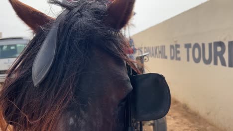 close-up of horse head with touristic vehicle in background