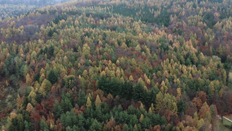 aerial tilt of autumn forest in hilly central european landscape