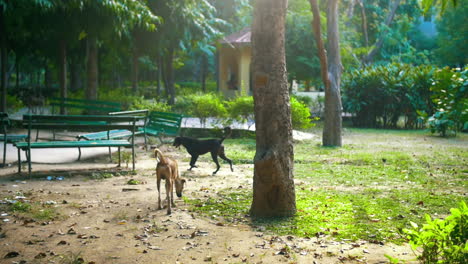 Straßenhunde,-Die-Durch-Den-Park-Nahe-Delhi,-Indien-Streifen---Breite-Aufnahme,-Zeitlupe