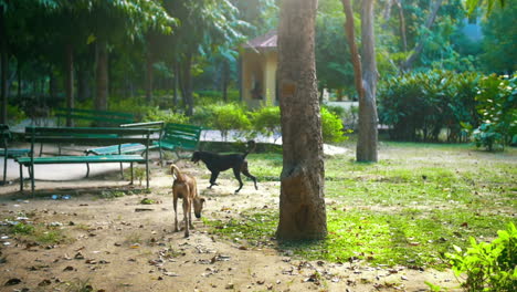 street dogs roaming around the park near delhi, india - wide shot, slow motion