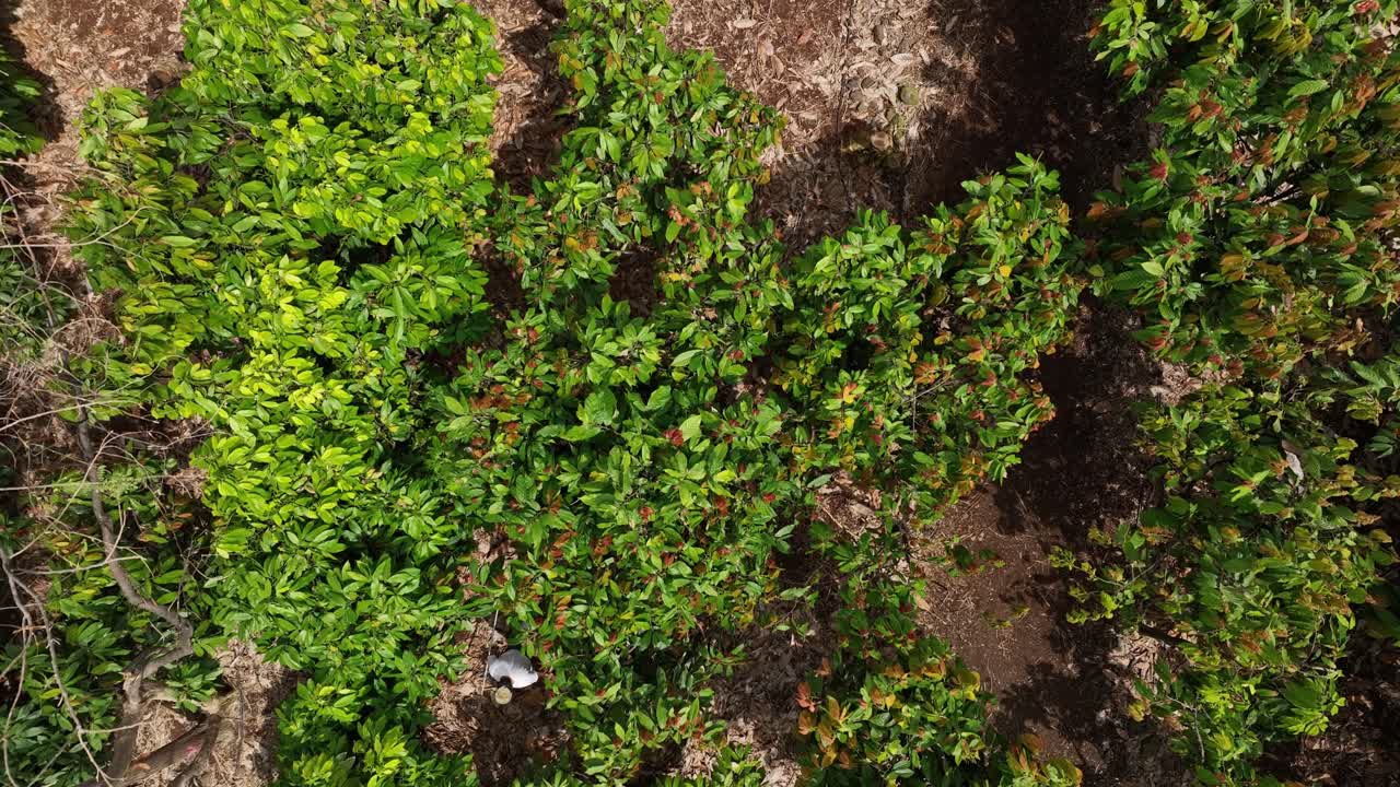 vista aérea de las aves rastreando a un agricultor de cacao cosechando la cosecha