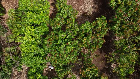 aerial birds eye view tracking a cacao farmer harvesting crop