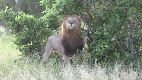 male lion brushes against low shrub branches marking territory