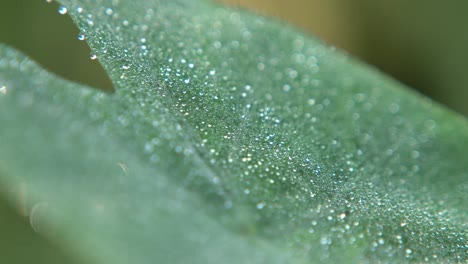 Gotas-De-Rocío-Sobre-Las-Hojas-En-Invierno