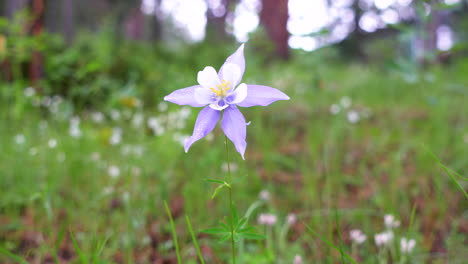 Colorado-Columbine-blue-purple-wild-flowers-after-cloudy-rainfall-early-morning-yellow-white-flowers-Evergreen-meadow-forest-mount-side-Rocky-Mountains-National-Park-cinematic-pan-slider-to-the-left