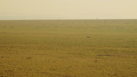 Slow-Motion-of-Aerial-Shot-of-Bird-Flying-Over-Beautiful-Masai-Mara-Landscape-Scenery,-Misty-Orange-Sunrise-View-From-Above-in-Kenya-Hot-Air-Balloon-Ride-Flight,-Amazing-Savanna-Mist-in-Maasai-Mara