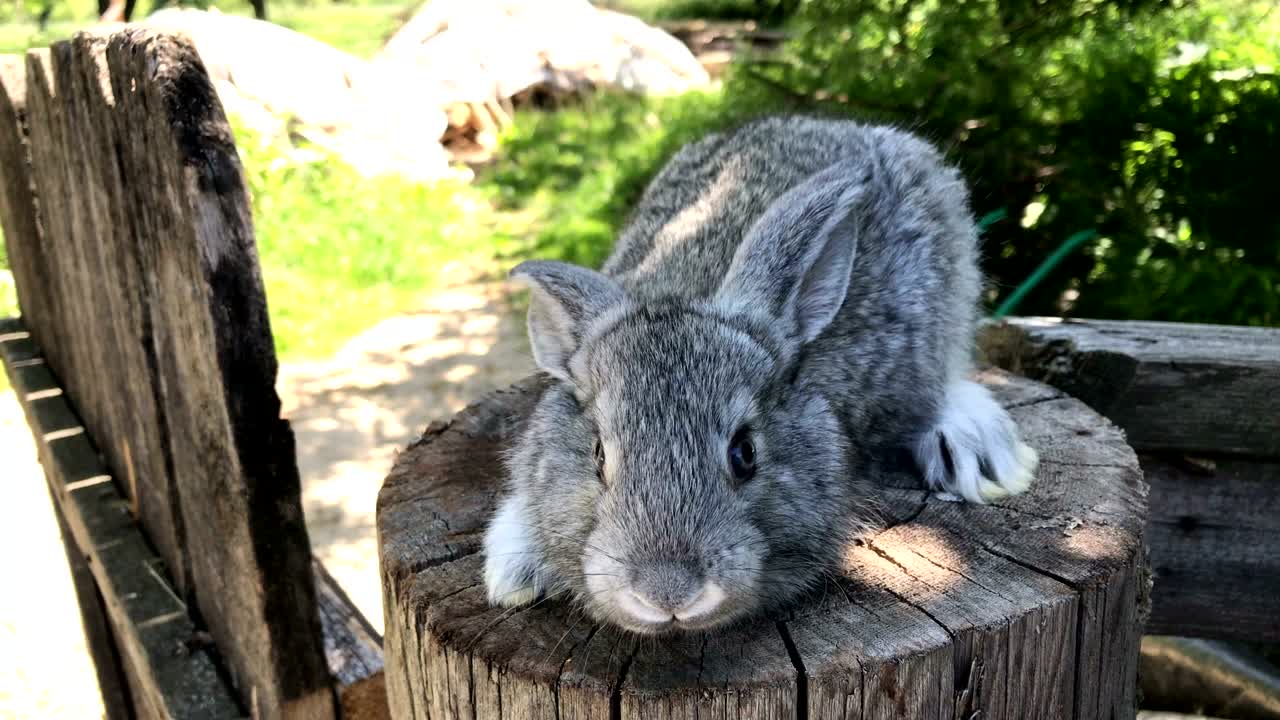 토끼를 키우는 개별 기업가. 토끼를 잡는 개인 기업가.