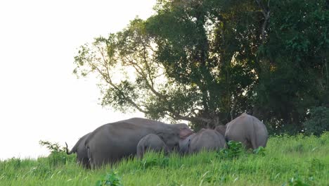 Herd-huddled-together-with-young-ones-in-between-as-they-feed-on-minerals-before-dark