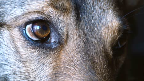 closeup of the sweet eyes of a dog