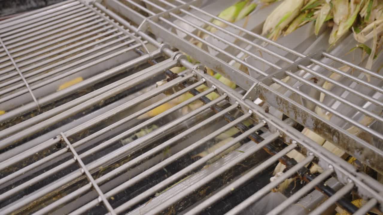 imágenes detalladas de descascar el maíz, mostrando la eliminación de las cáscaras del maíz fresco utilizando ambos métodos mecánicos