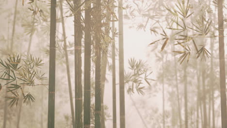 foggy bamboo forest