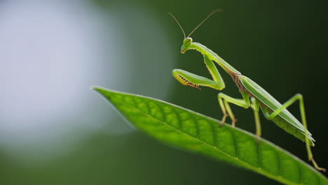 green praying mantis on a leaf
