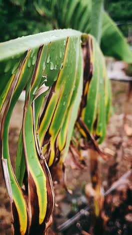 close-up of a banana leaf