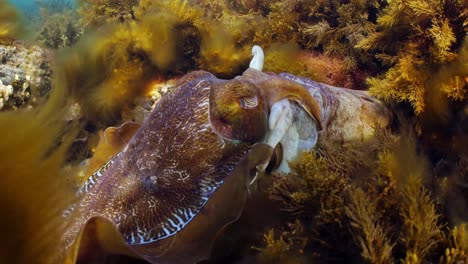 Riesige-Australische-Tintenfische-Sepia-Apama-Migration-Whyalla-Südaustralien-4k-Zeitlupe,-Paarung,-Eier-Legen,-Kämpfen,-Aggregation,-Unter-Wasser