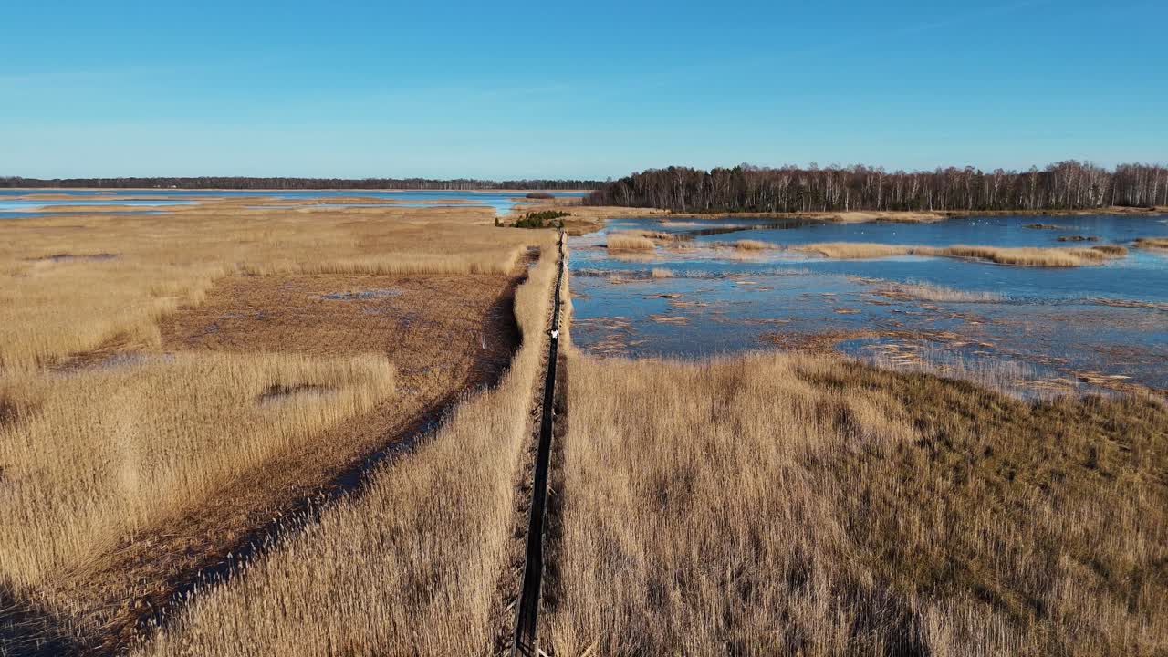 sendero de tablas de madera a través del lago kaniera cañas disparo aéreo de primavera lapmezciems, letonia