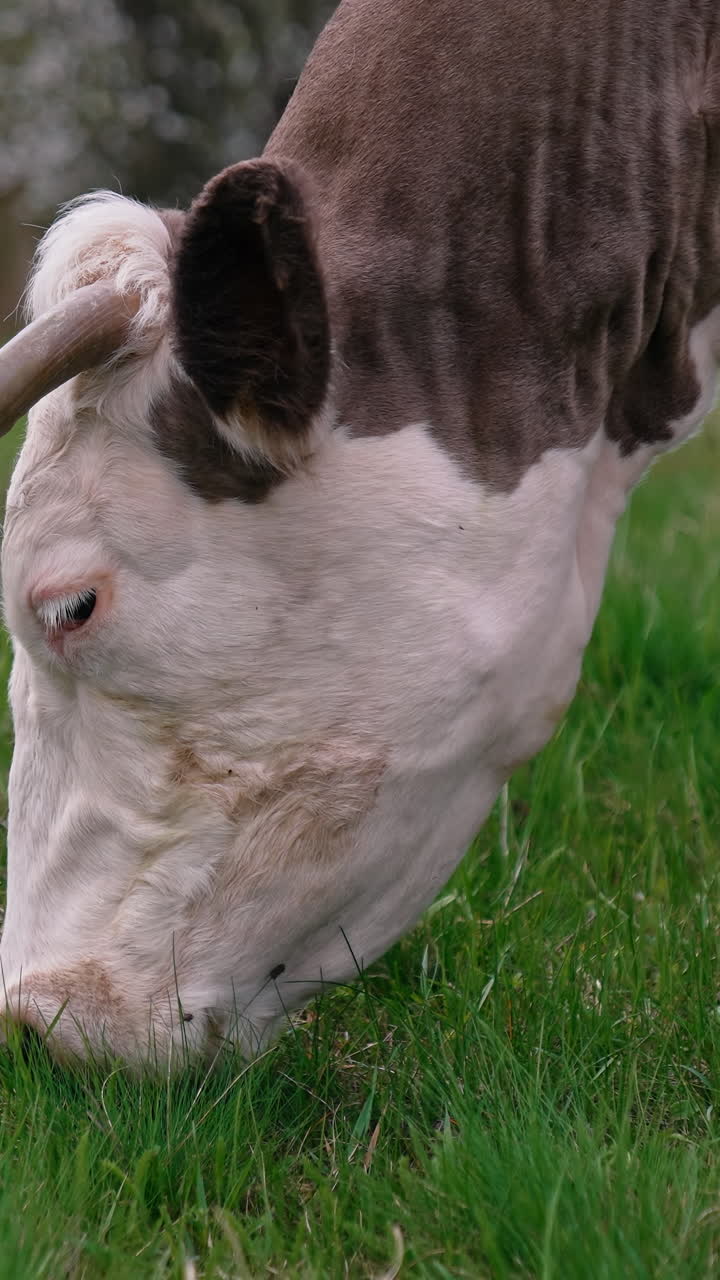 Cow grazing in fresh pastures Vertical video