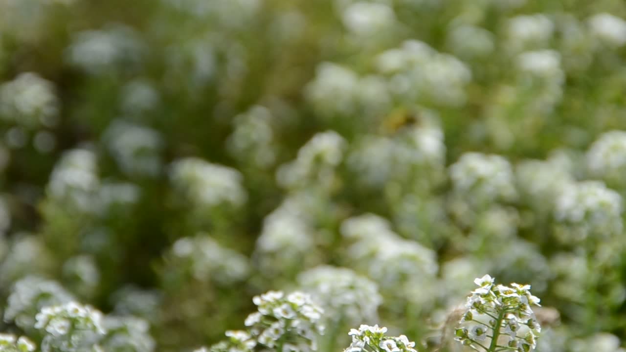 Flor con abeja