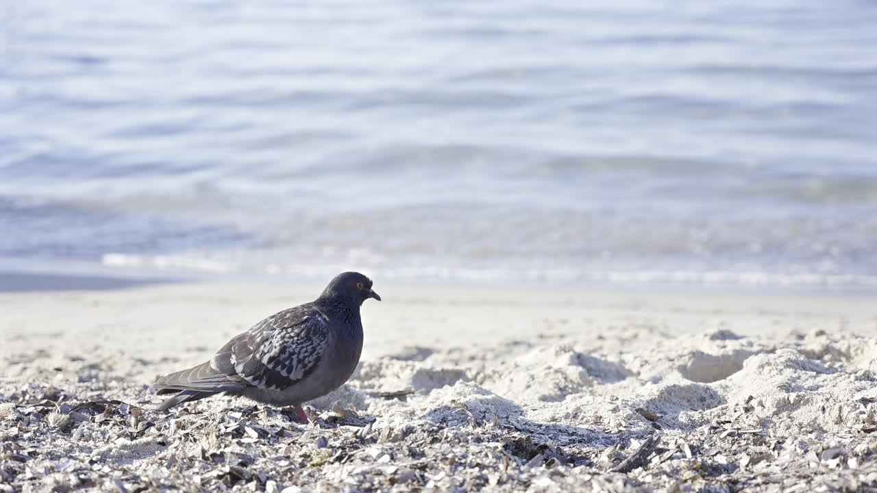 Close up of a pigeon sitting on the beach with a blurred view of waves crashing on the shore