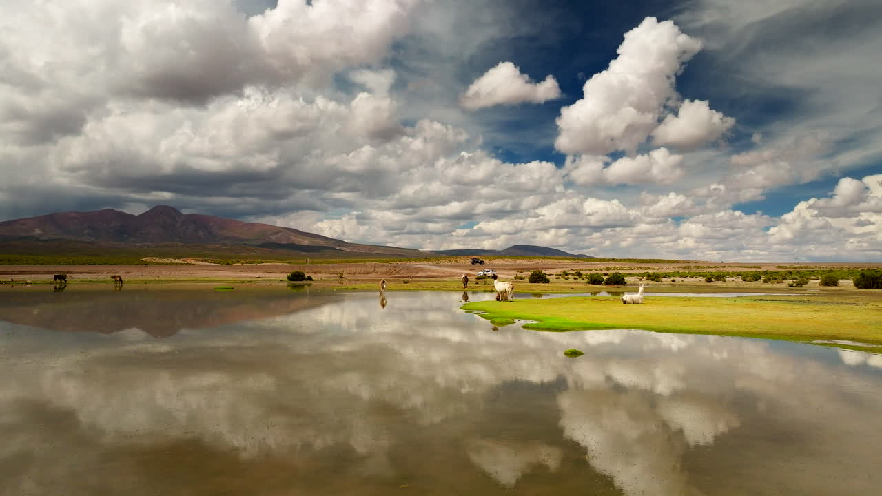 llamas grazing by lake, dramatic clouds reflecting in calm waters, Bolivian Altiplano, Bolivia. Aerial drone flying low over water