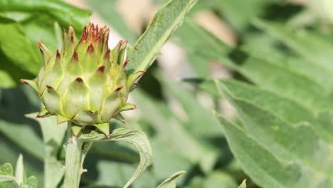 artichoke plant in various growth stages