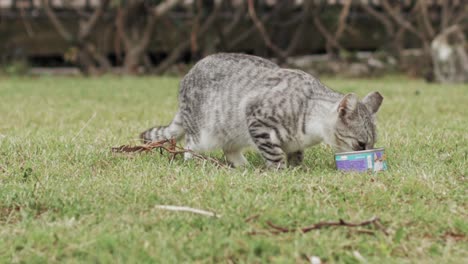 striped stray cat eating cat food and looking around