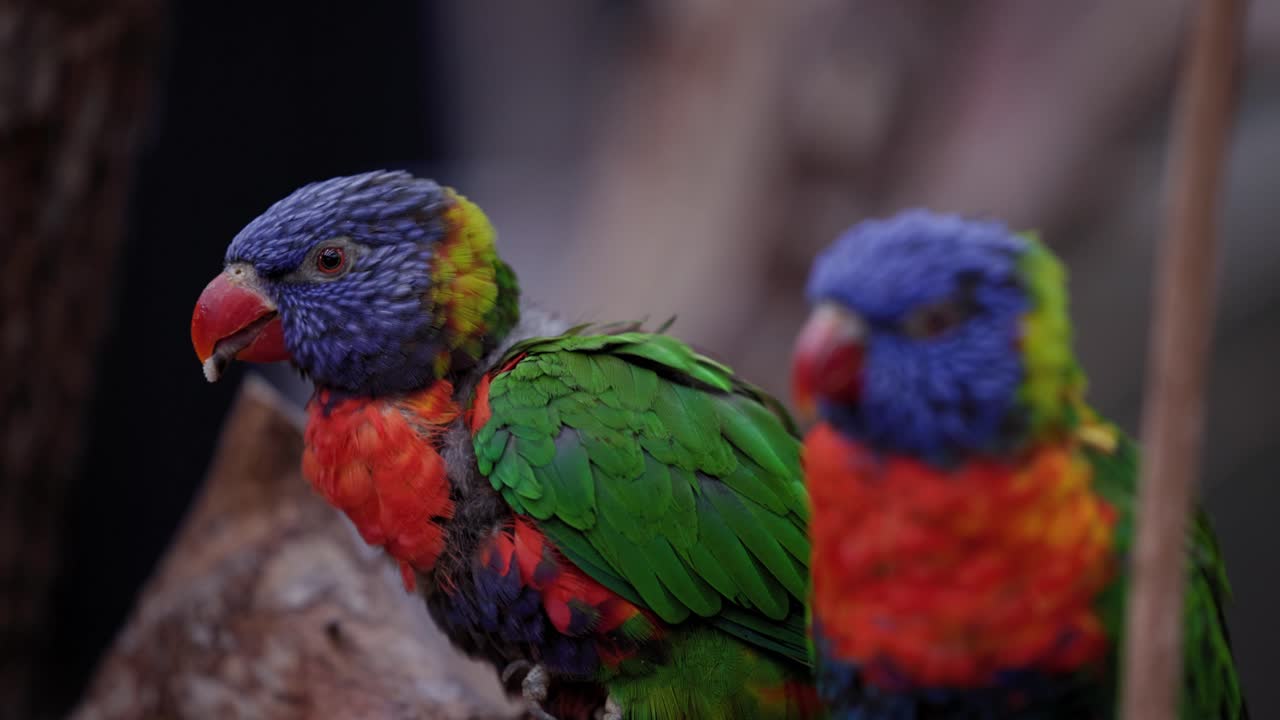 흐린 배경으로 나무에 그친 쌍의 무지개 lorikeet 새