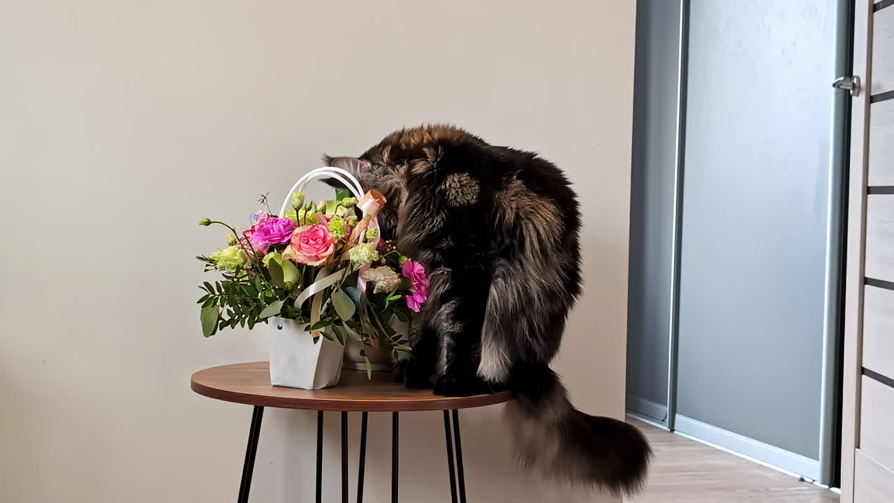 el gato maine coon sentado en la mesa con flores frescas