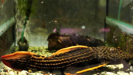 Pleco-De-Bagre-Gigas-ancistrus-Manchado-De-Naranja-Negro-Detallado-Sentado-En-El-Fondo-De-Un-Tanque-De-Acuario-En-Una-Tienda-De-Mascotas