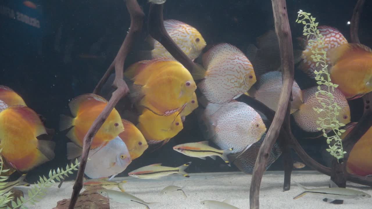 Akvarium med orange diskusfisk
