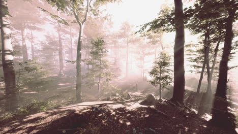 FPV-Drohne-Schlängelt-Sich-Durch-Hohe-Bäume-In-Einem-Wald