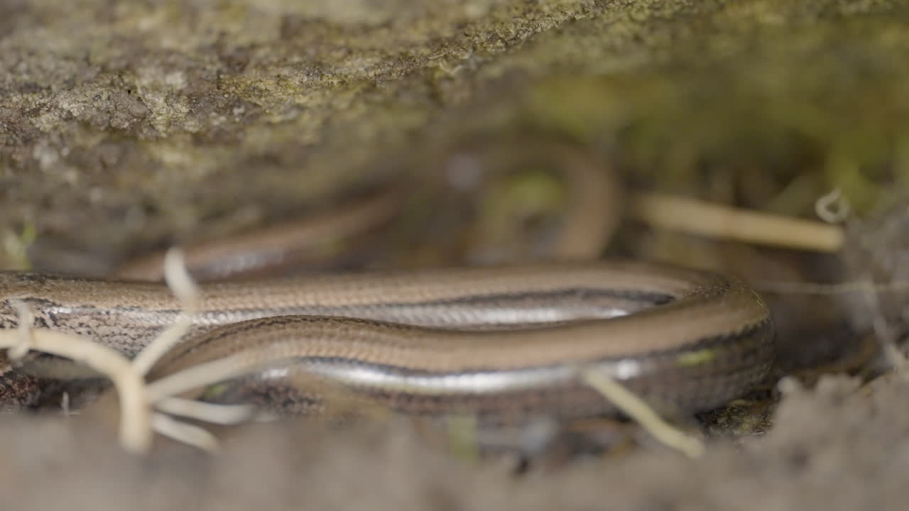 Close-up of a slow worm