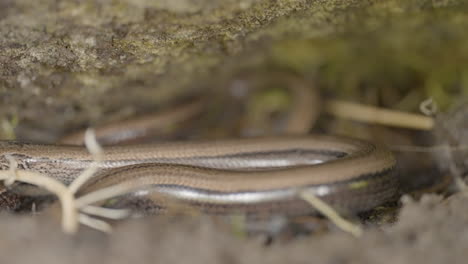 close-up of a slow worm