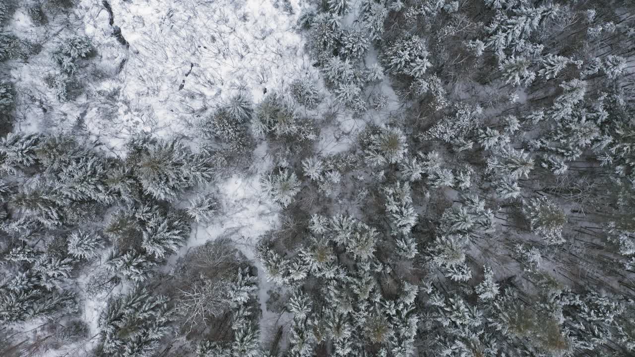 vista aérea de un bosque recién cubierto de nieve sobrevuelo aéreo de arriba hacia abajo