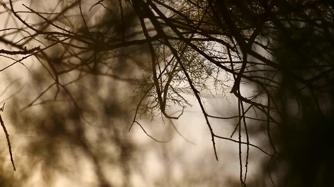 Beautiful close up view of some branches with a windy tree in the background