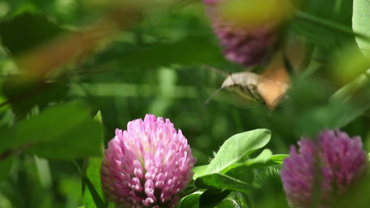 la polilla del colibrí usa una probóscide larga para chupar el néctar de la flor del trébol, de cerca