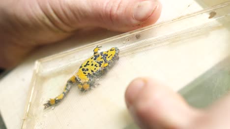 Measuring-a-yellow-bellied-toad-in-a-CD-case-for-science-purpose.