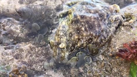 sea slug at a clear tropical sea water and sand