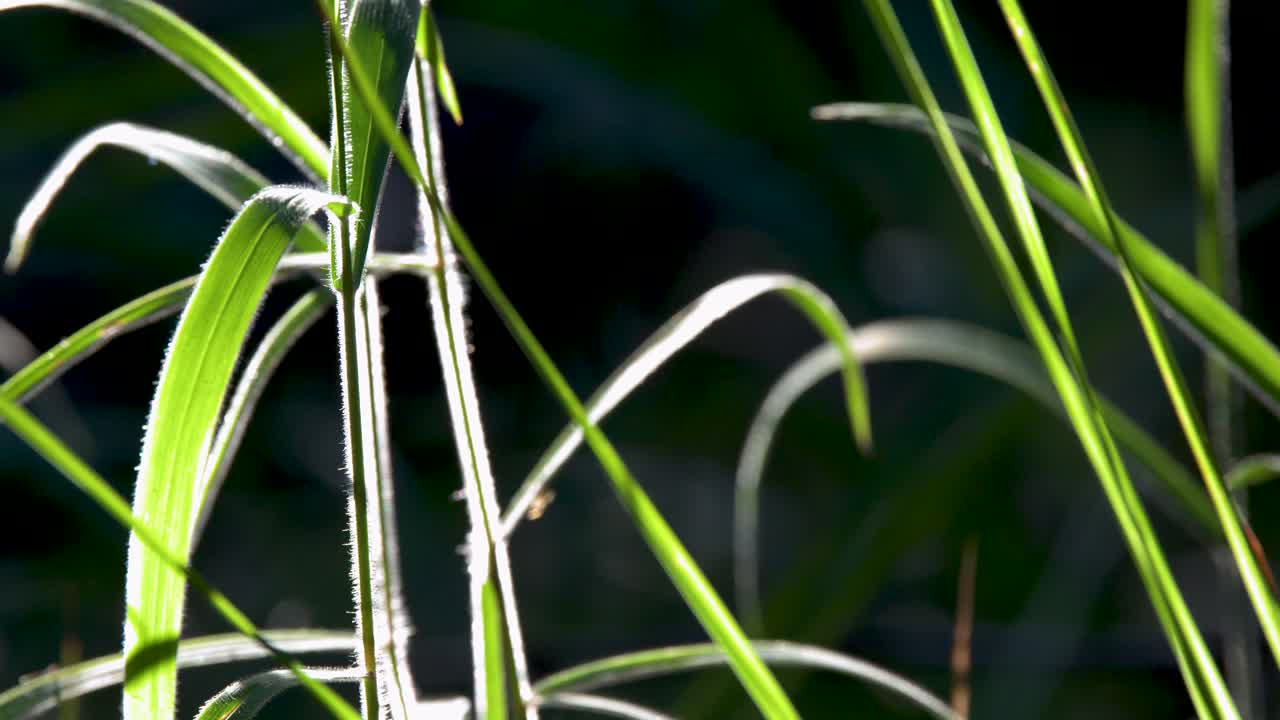 庭で温かい日差しに照らされた、鮮やかな緑の草の葉のクローズアップショット。