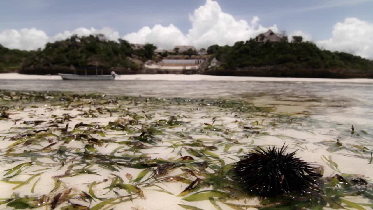 백그라운드에서 리조트와 성게에 초점