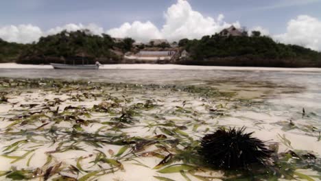 Focus-on-sea-urchin-with-resort-in-background