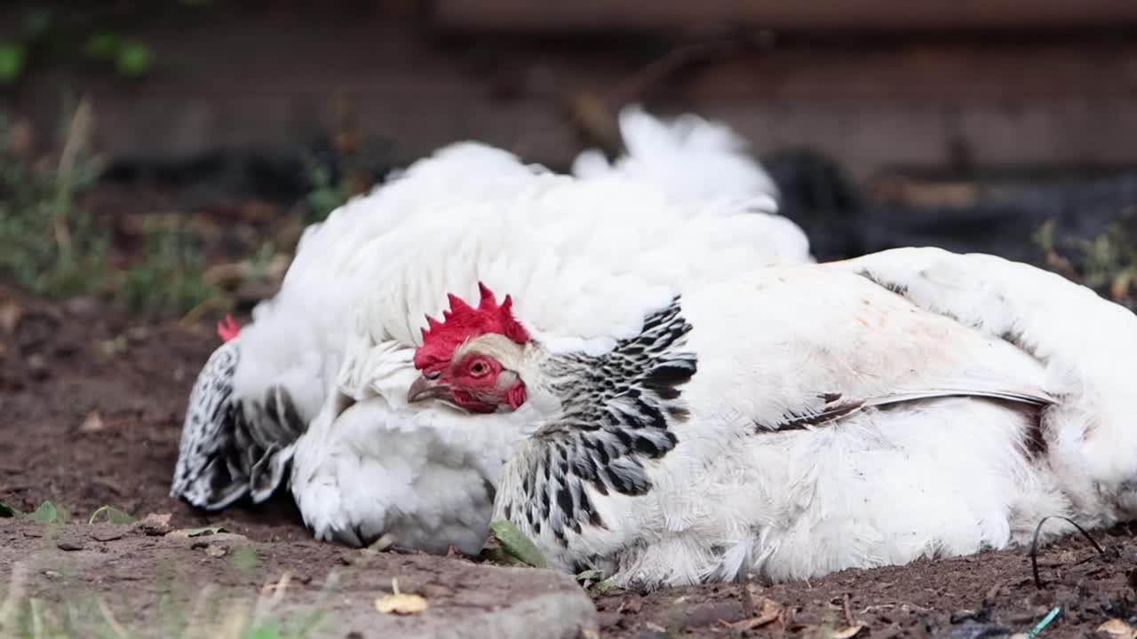 Two Light Sussex hens enjoying a sunbathe and dust bath in a back garden. Summer. UK