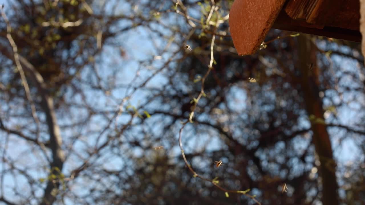 Bees Flying Around Trees in Spring