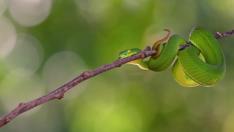 La-Víbora-De-Labios-Blancos-Es-Una-Víbora-Venenosa-Endémica-Del-Sudeste-Asiático-Y-A-Menudo-Se-Encuentra-Durante-La-Noche-Esperando-En-Una-Rama-O-Rama-De-Un-árbol-Cerca-De-Un-Cuerpo-De-Agua-Con-Muchos-Alimentos