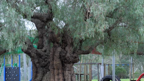 Großer-Alter-Einheimischer-Australischer-Baum-Im-Schulhof,-Nach-Oben-Geneigt