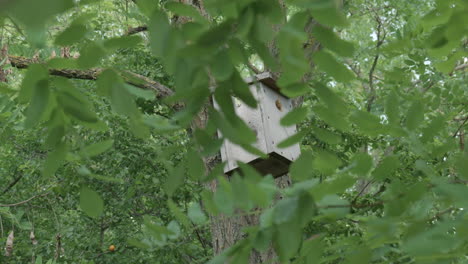 sparrow feeding chicks inside a wooden birdhouse