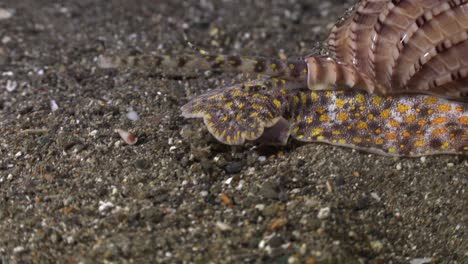 Harpa-shell-close-up