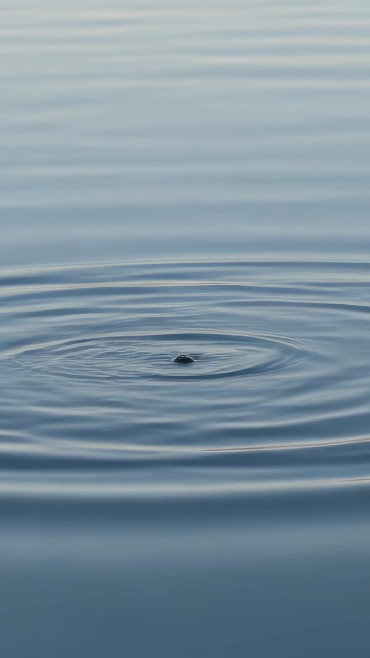 Video verticale: Inizia con una leggera scossa, un piccolo oggetto scuro che rompe la superficie dello stagno, creando increspature